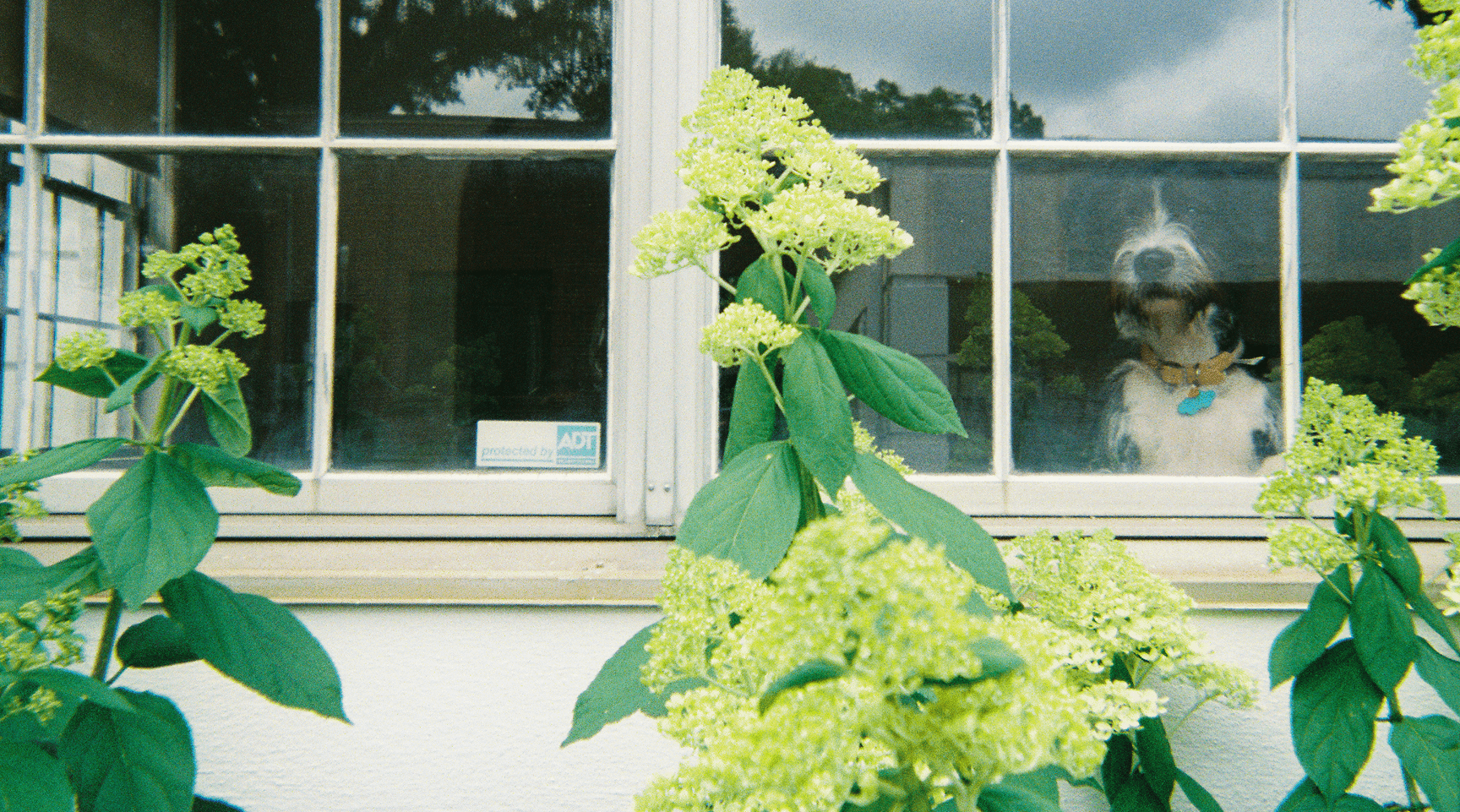 Office - dog in window